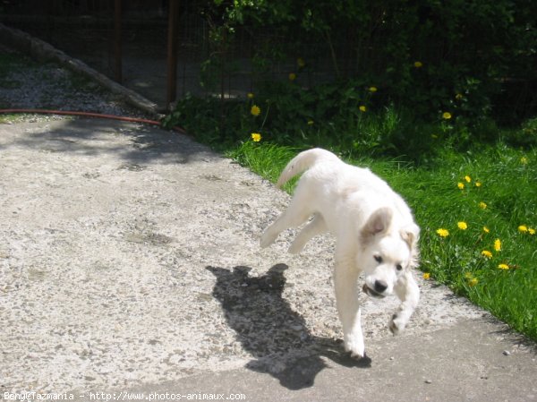 Photo de Golden retriever