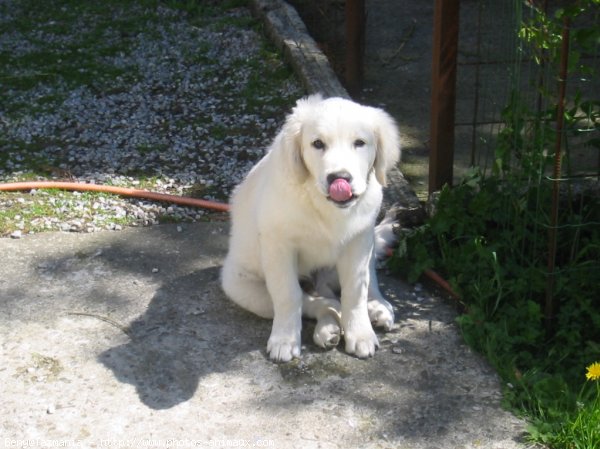 Photo de Golden retriever