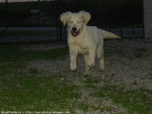 Photo de Golden retriever