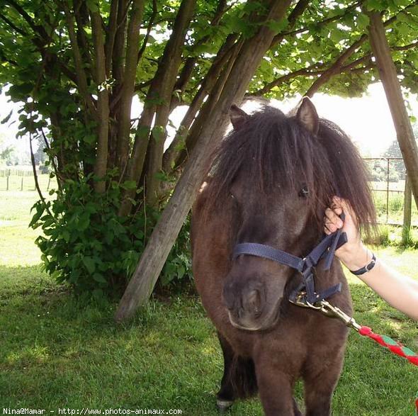 Photo de Races diffrentes