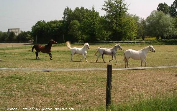 Photo de Races diffrentes