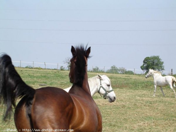 Photo de Races diffrentes