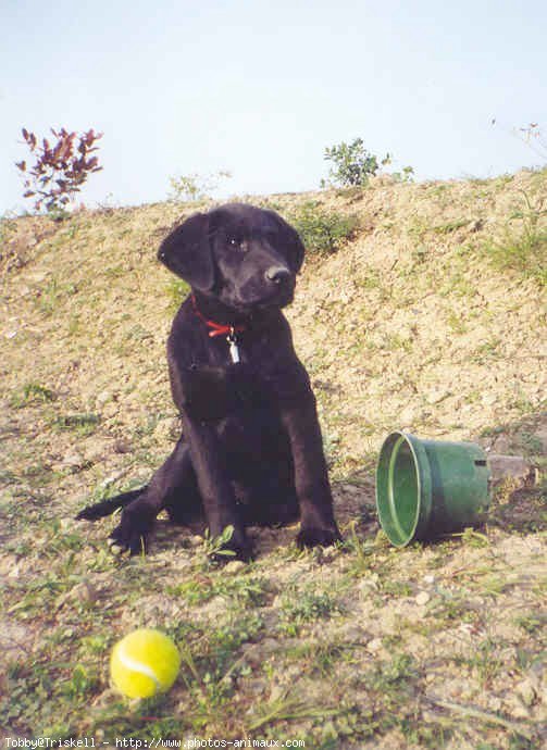 Photo de Labrador retriever