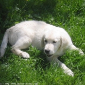 Photo de Golden retriever