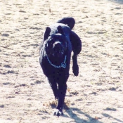 Photo de Labrador retriever