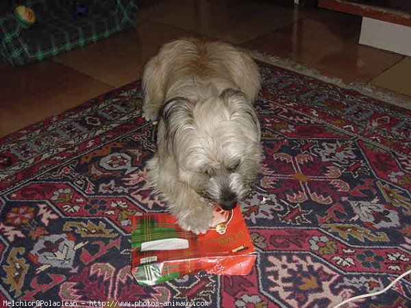 Photo de Chien de berger des pyrenes  poil long