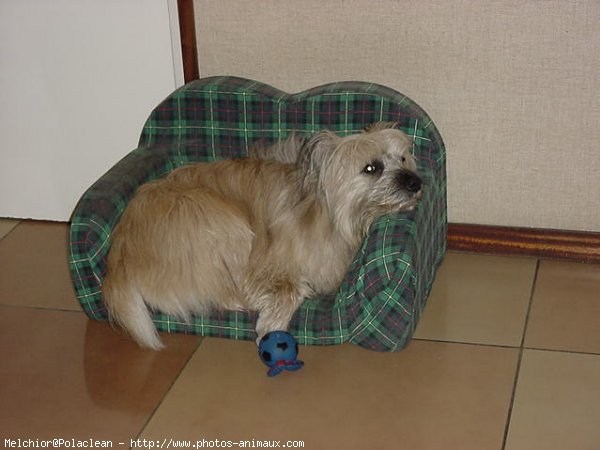 Photo de Chien de berger des pyrenes  poil long