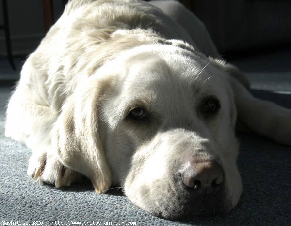 Photo de Labrador retriever