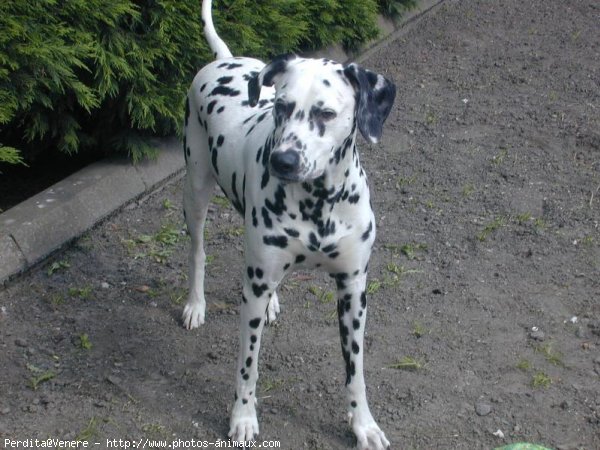 Photo de Dalmatien