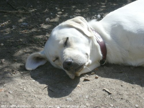 Photo de Labrador retriever