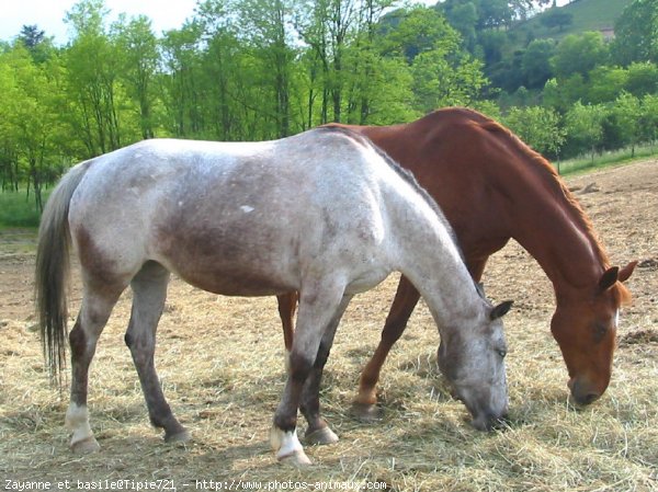 Photo de Races diffrentes