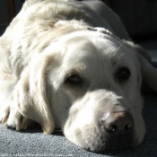 Photo de Labrador retriever