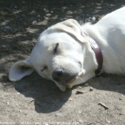 Photo de Labrador retriever