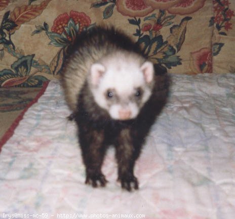 Photo de Furet