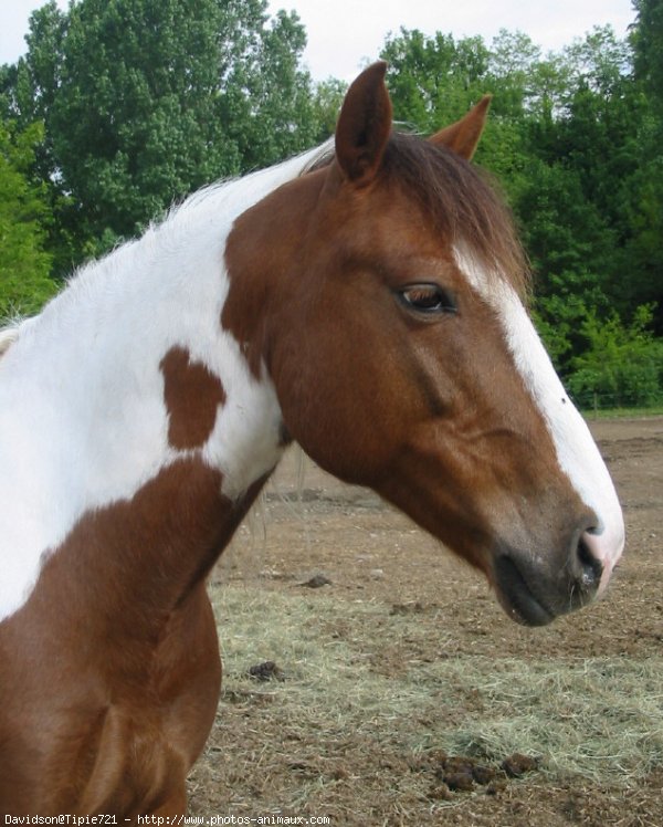 Photo de Poney franais de selle