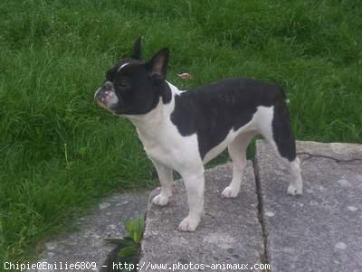 Photo de Bouledogue franais