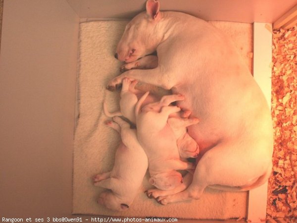 Photo de Bull terrier miniature