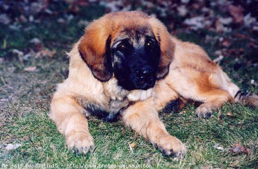 Photo de Leonberg