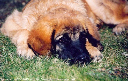 Photo de Leonberg