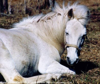 Photo de Poney franais de selle