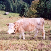 Photo de Vache