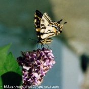 Photo de Papillon