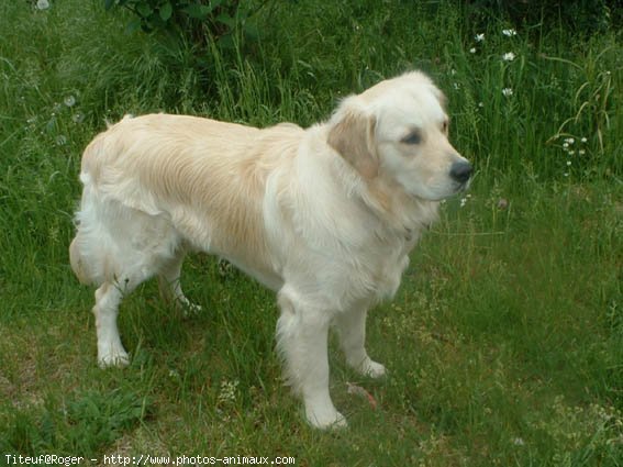 Photo de Golden retriever