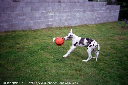 Photo de Dogue allemand