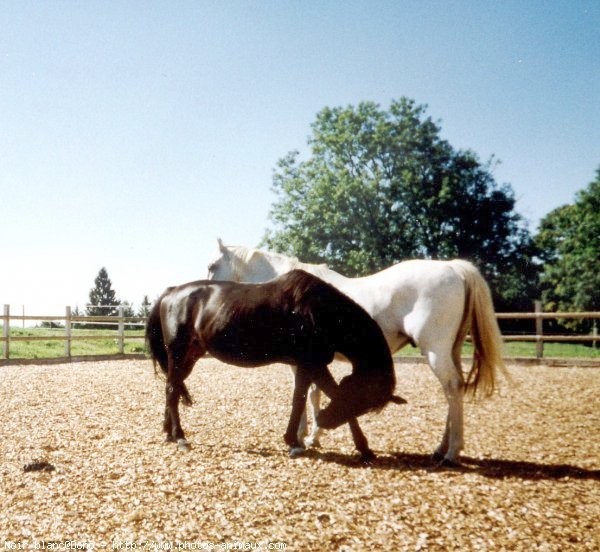 Photo de Races diffrentes