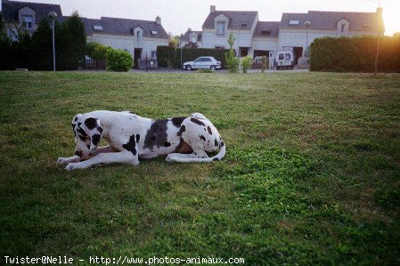 Photo de Dogue allemand