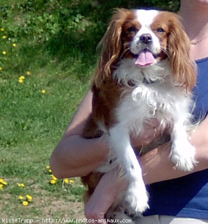 Photo de Cavalier king charles spaniel