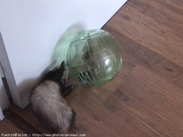 Photo de Furet