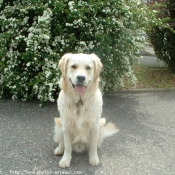 Photo de Golden retriever