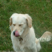 Photo de Golden retriever