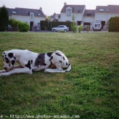 Photo de Dogue allemand