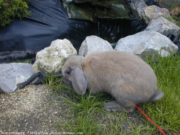 Photo de Lapin