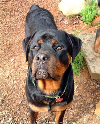 Photo de Rottweiler