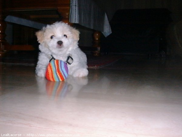 Photo de Bichon maltais