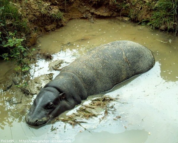 Photo de Hippopotame