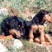 Photo de Fox terrier  poil dur