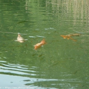 Photo de Poissons rouges