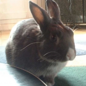 Photo de Lapin