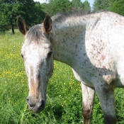 Photo d'Appaloosa