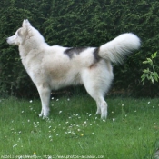 Photo de Husky siberien