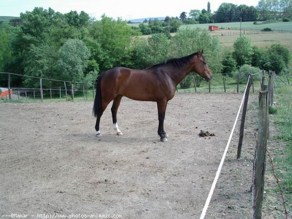 Photo de Races diffrentes