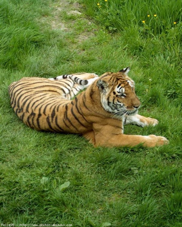 Photo de Tigre