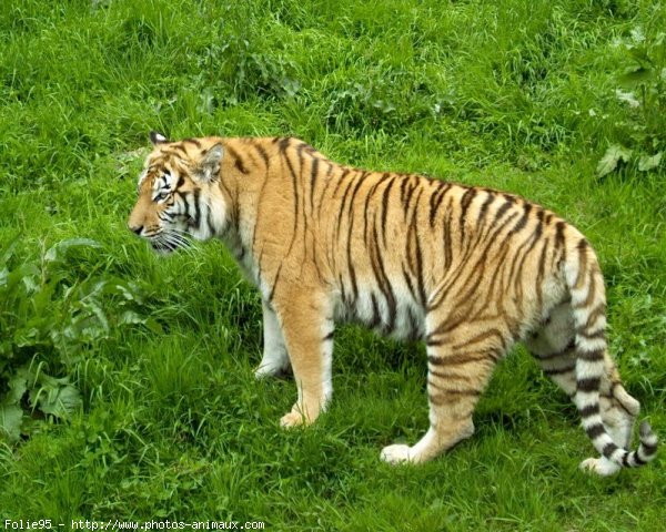 Photo de Tigre