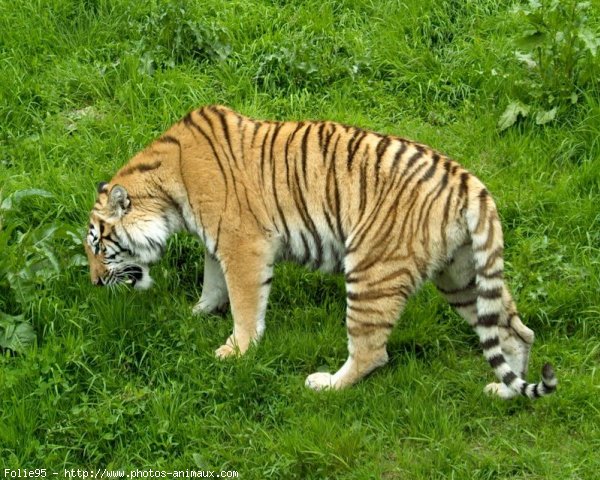 Photo de Tigre