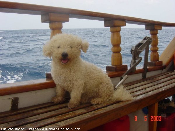 Photo de Bichon  poil fris