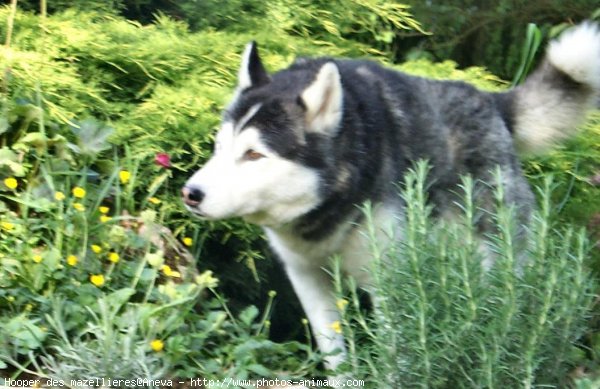 Photo de Husky siberien